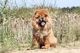 CHOW CHOW 187